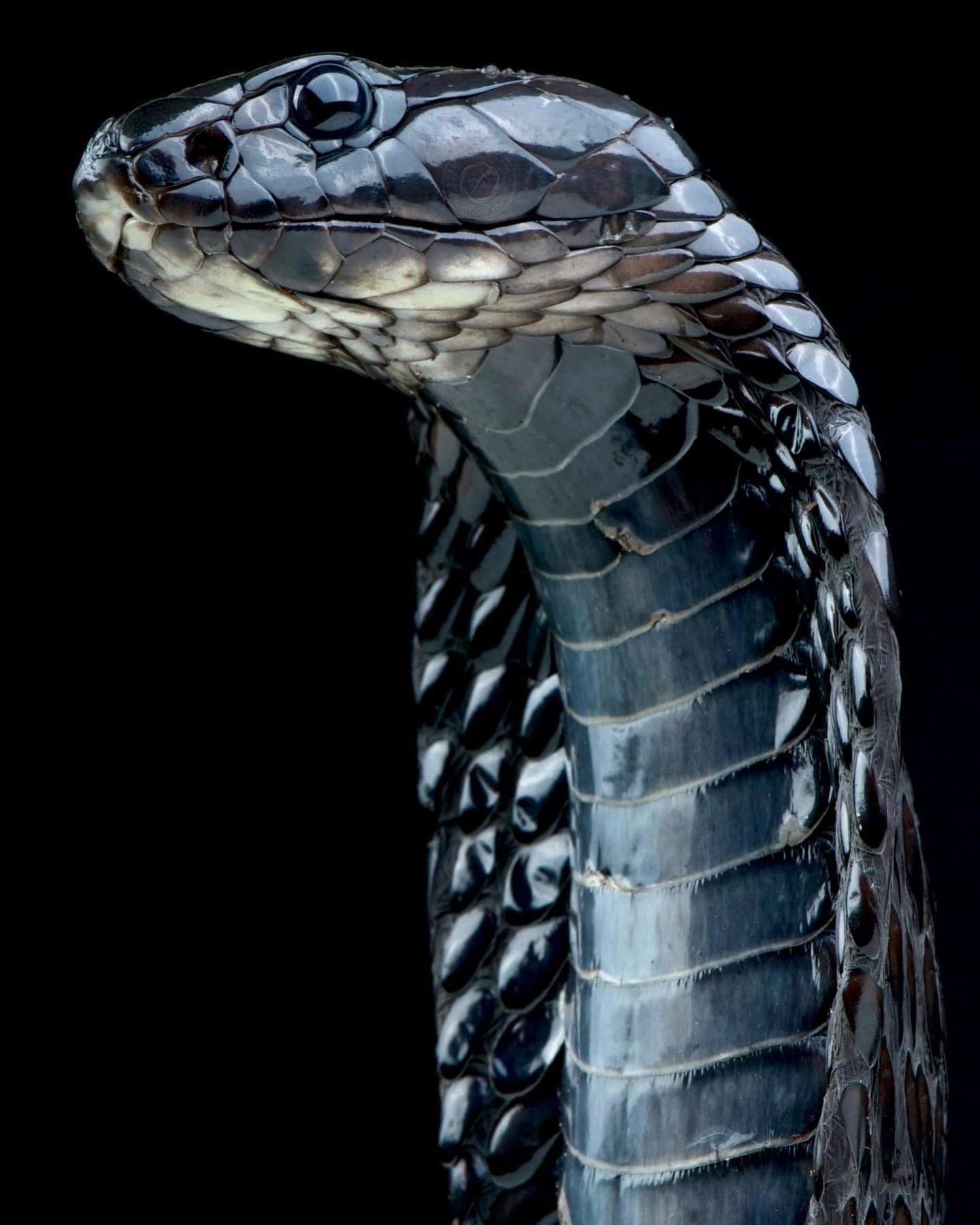 Cobra edge. Египетская Королевская Кобра. Змея Кобра Королевская. Змея Египетская Кобра. Королевская Кобра черная.