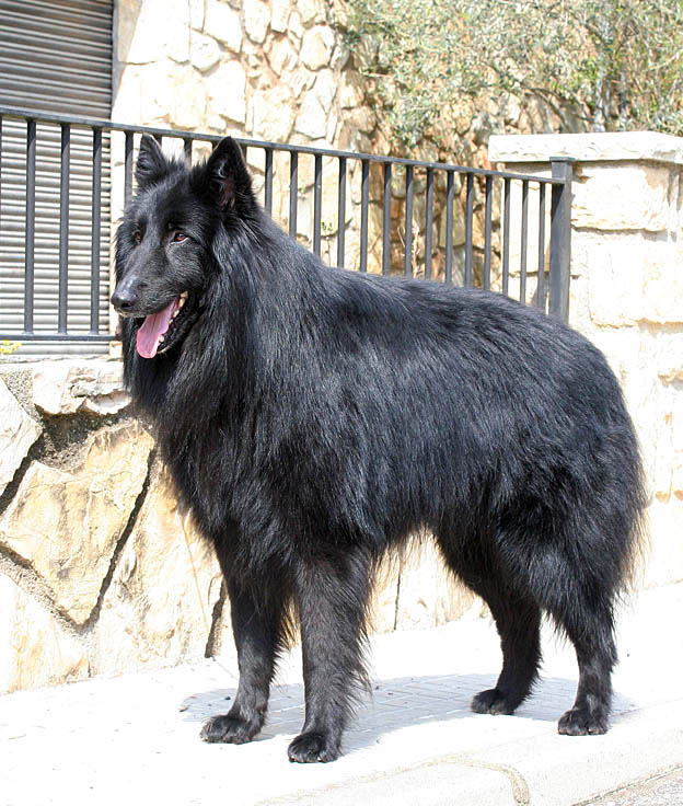 pastor de groenendael