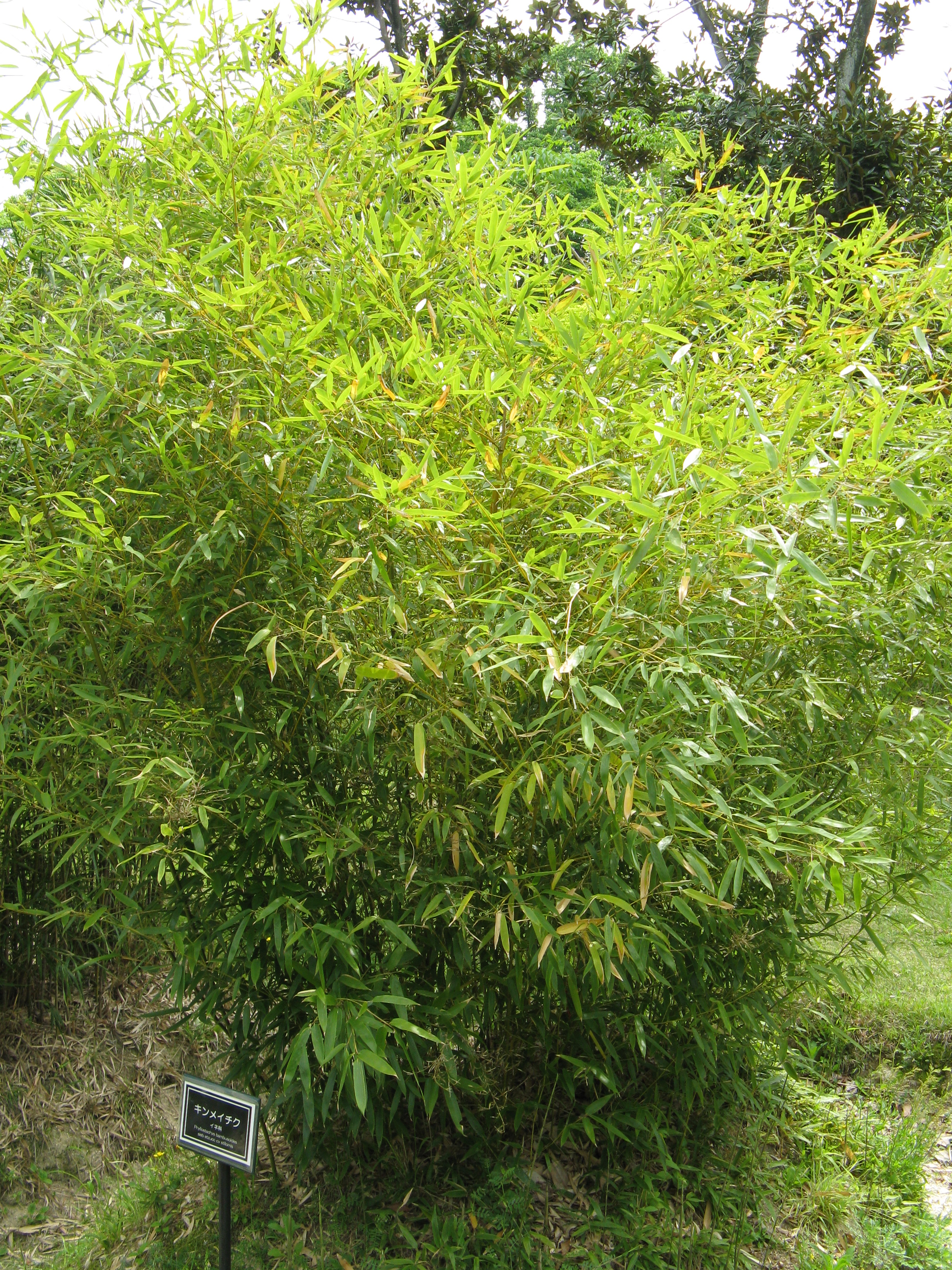 bambus phyllostachys