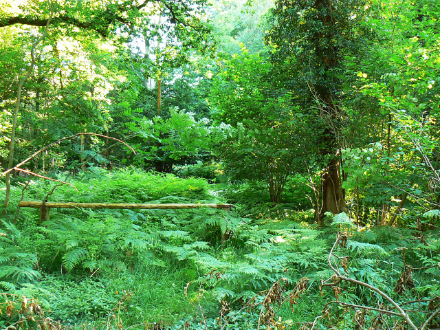 File:Pig Stye junction with Ashlade Firs Road, Savernake Forest - geograph.org.uk - 1370057.jpg