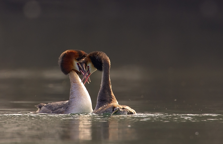 File:Podiceps cristatus 2 (Martin Mecnarowski).jpg