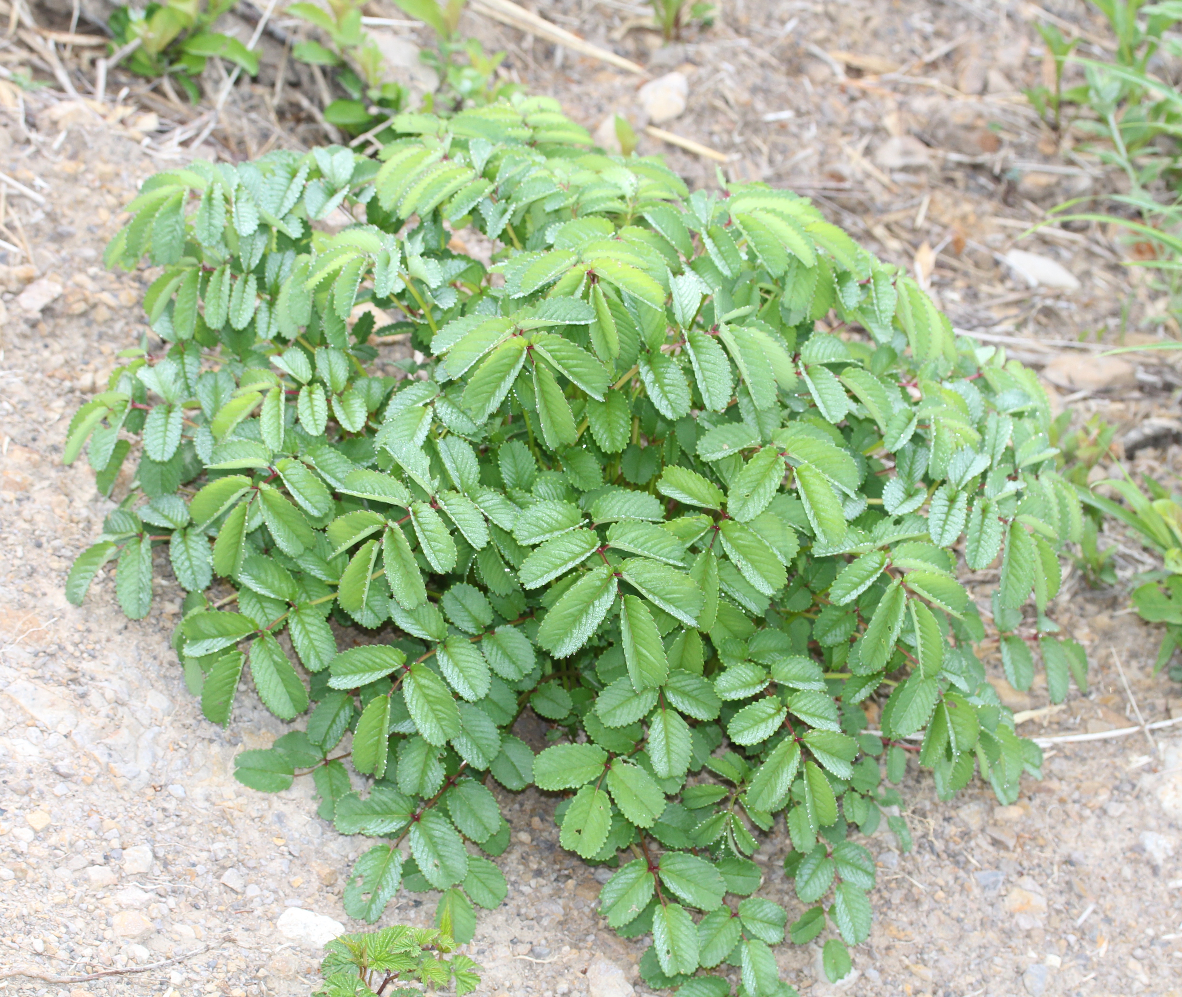 Brunozamp s foliage