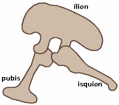 Estructura pélvica en Saurischia (lateral izquierdo).