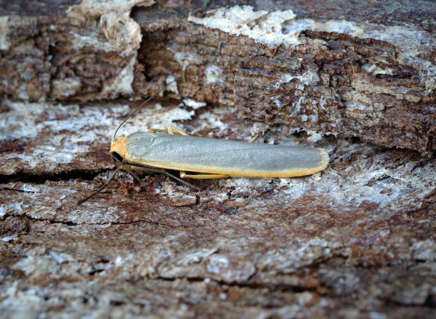 Eilema complana. Scarce Footman (Eilema complana).