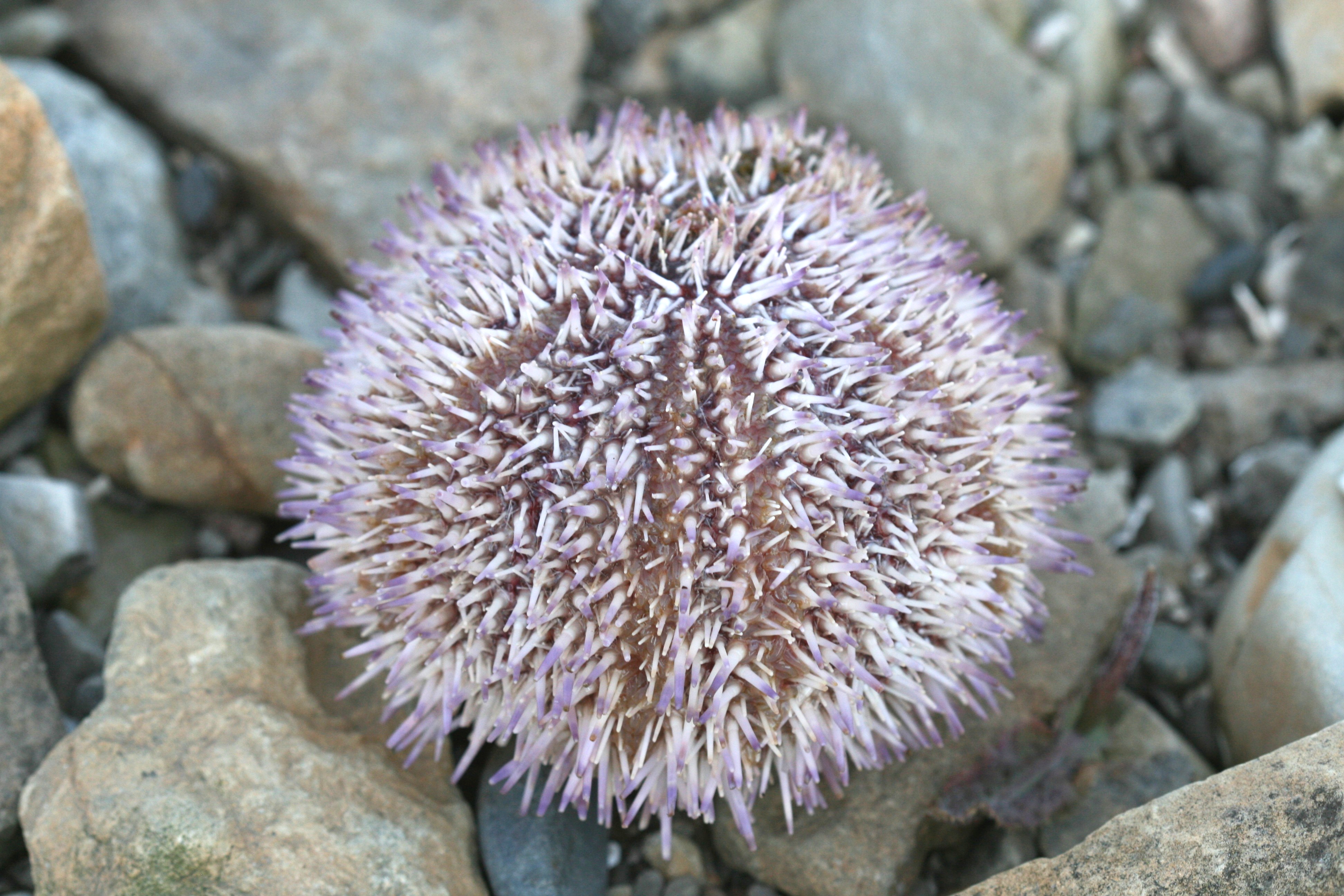 Морские Ежи (Echinoidea)