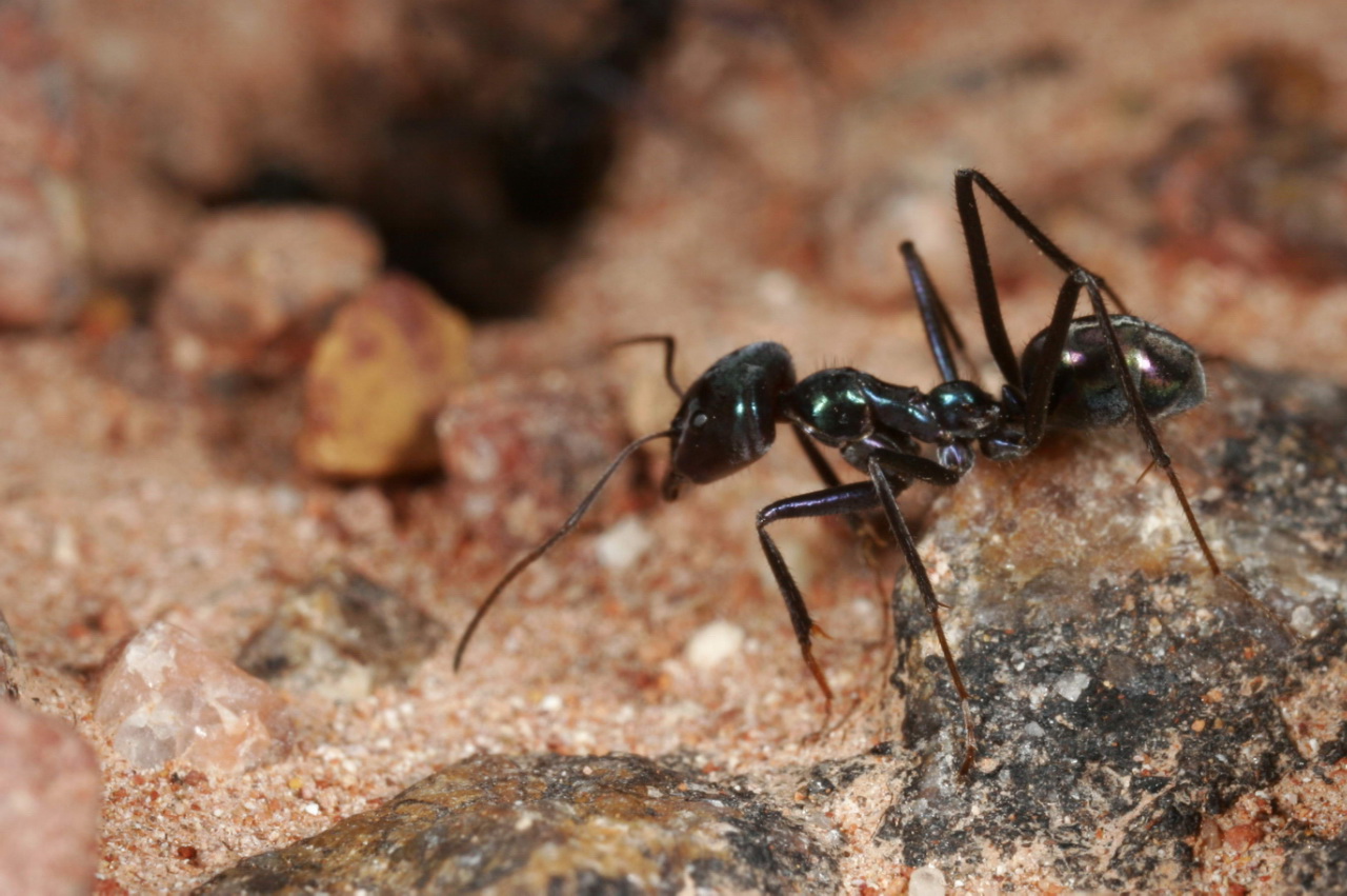 Пустынные муравьи. Iridomyrmex lividus. Муравьи из рода Iridomyrmex. Campodorus shandongicus. Ants communicating.