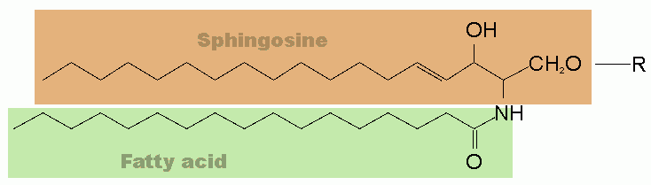 File:Sphingolipid en.png