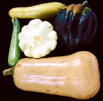 File:SquashVarieties.jpg