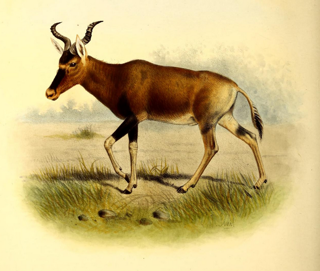 File:The book of antelopes (1894) Bubalis swaynei.png