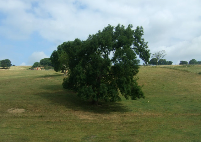 File:Trees on hillside near Starricks Farm - geograph.org.uk - 5925303.jpg