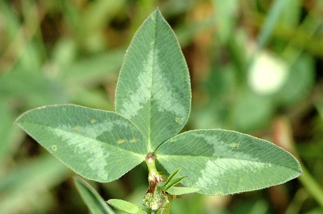 File:Trifolium.pratense4.-.lindsey.jpg