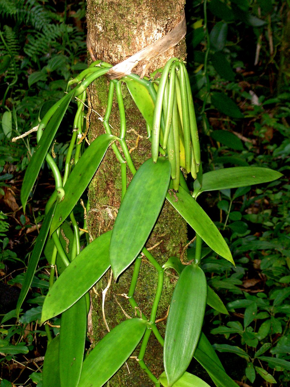 File:Vanilla planifolia (Vanille).jpg - Wikimedia Commons