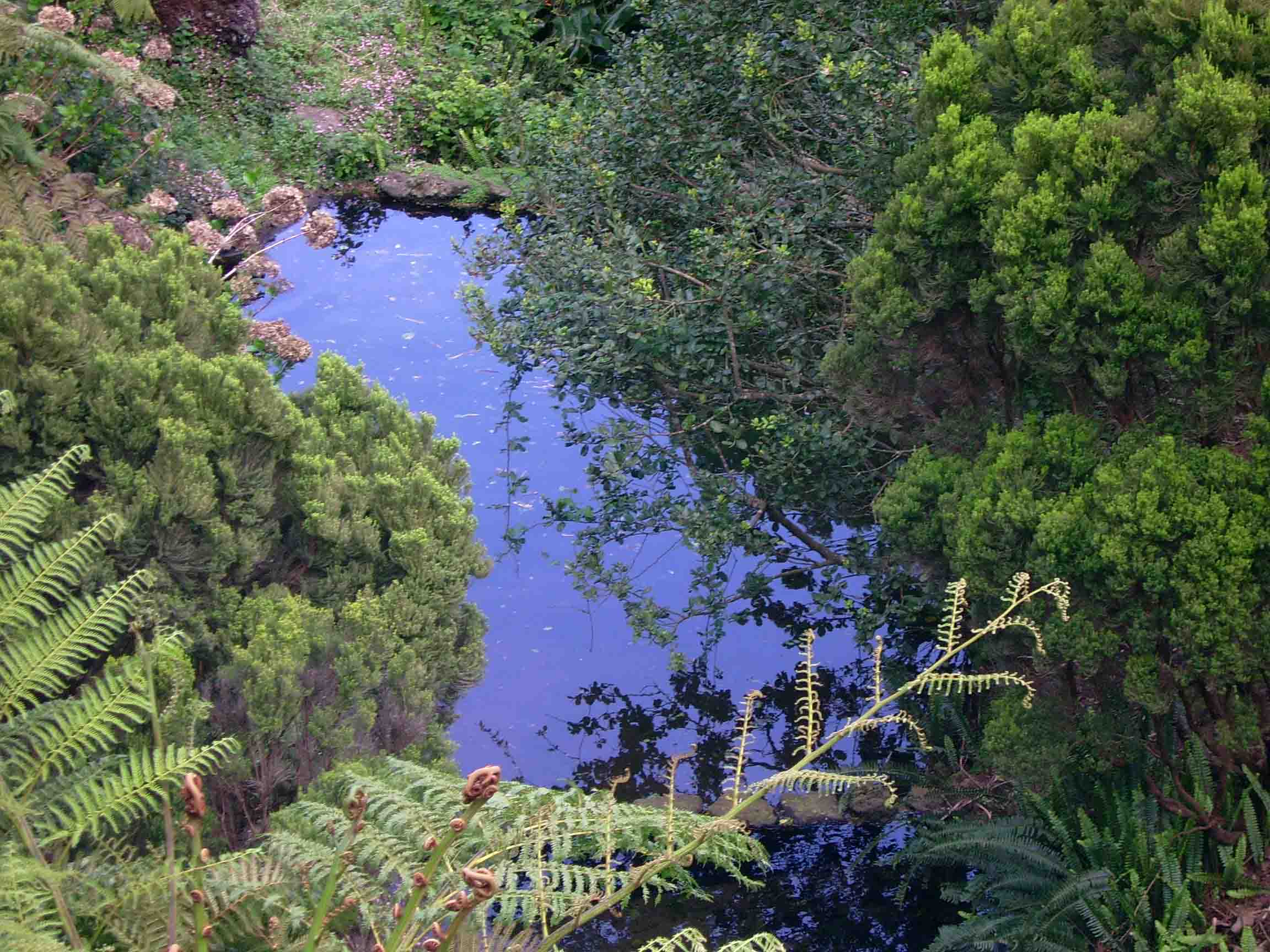 Filevegetação Endémica Da Macarónesia No Parque Florestal Das Sete Fontes Ilha De São Jorge 4528