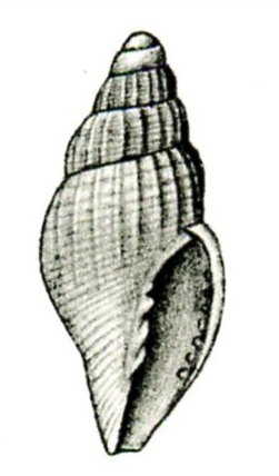 <i>Volutomitra hottentota</i> Species of gastropod