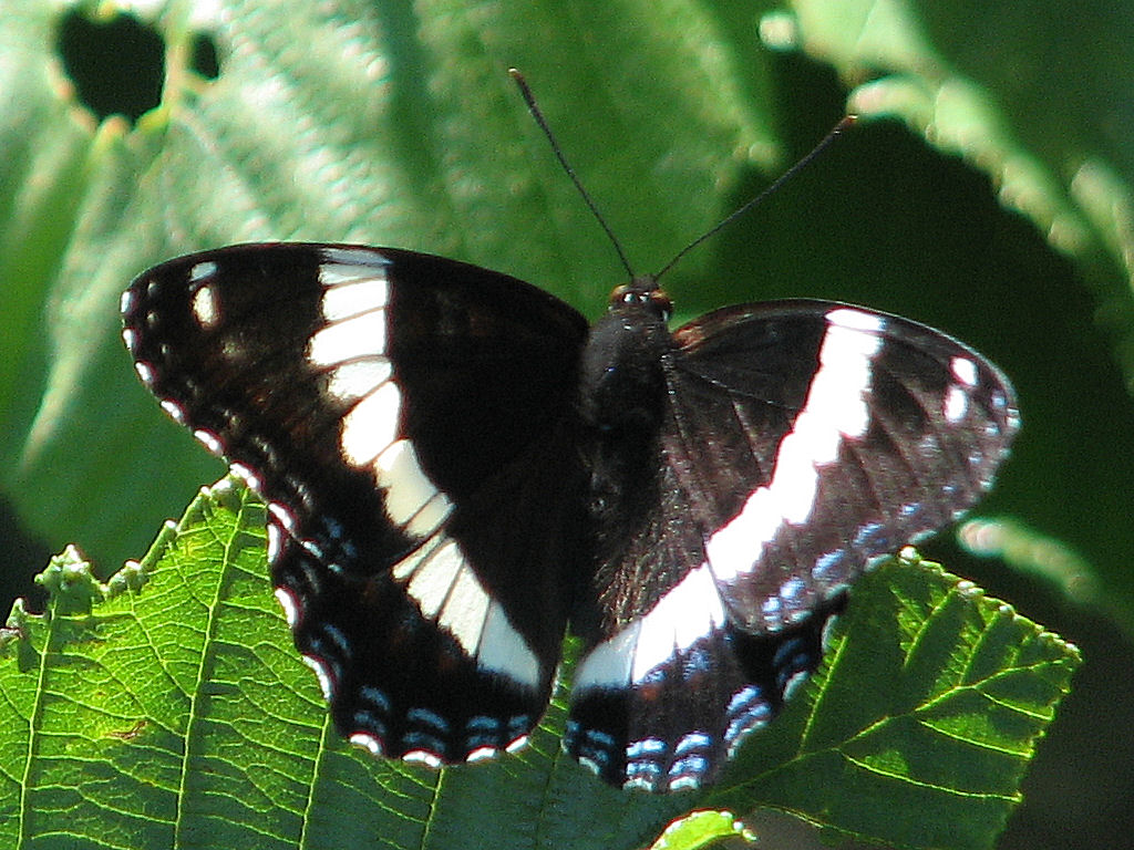 southern white admiral butterfly