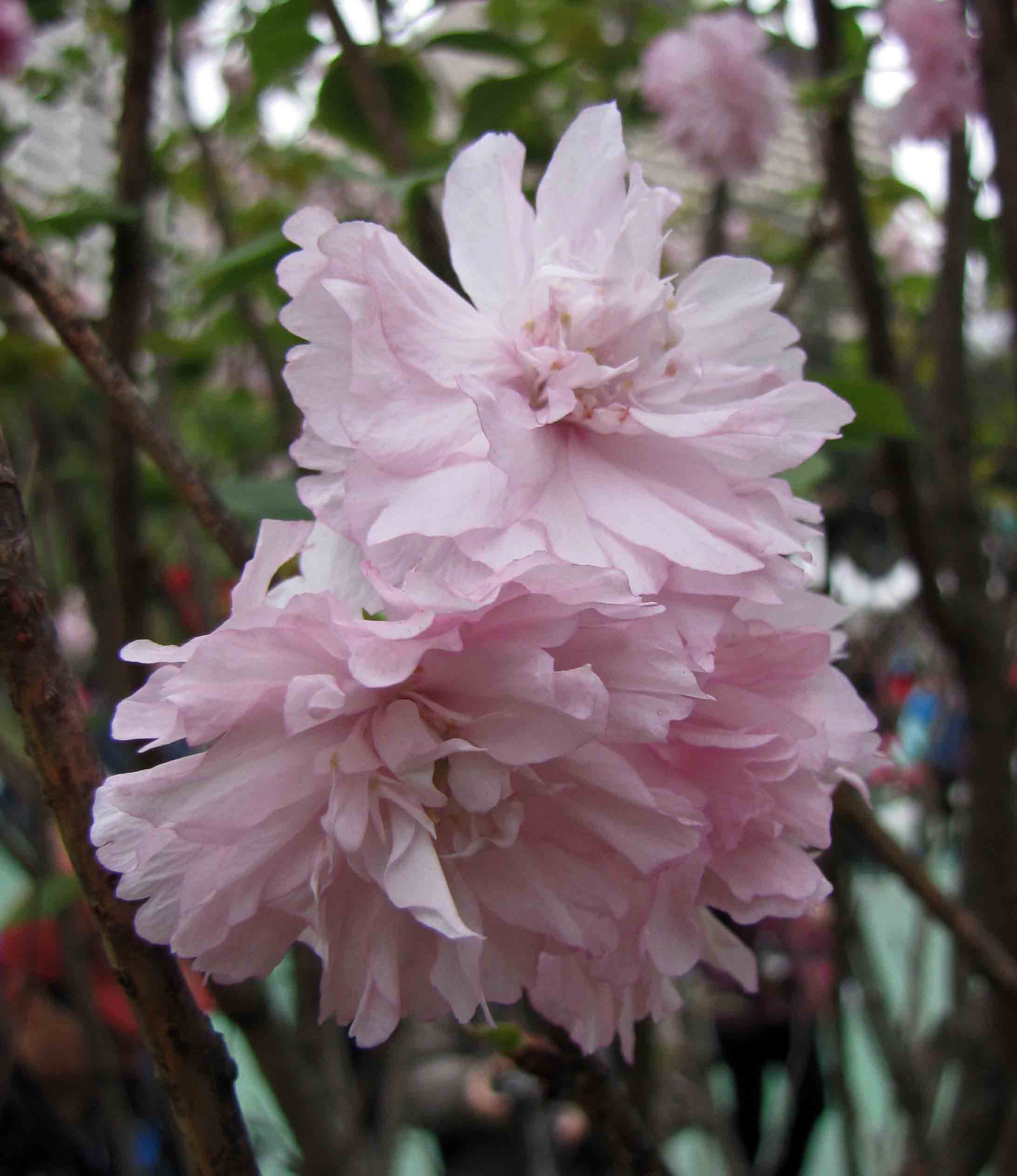 File 大葉早櫻 重瓣 Cerasus Subhirtella 香港花展 Hong Kong Flower Show Jpg Wikimedia Commons