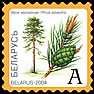 Хвоя звычайная (Pinus sylvestris)