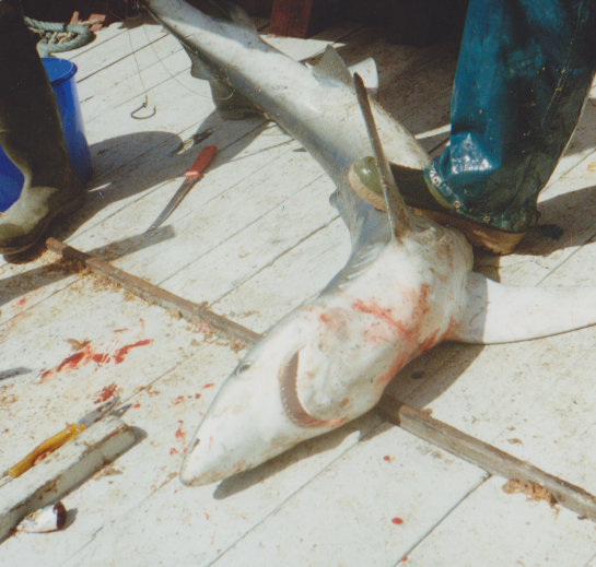 File:A large blue shark.jpg