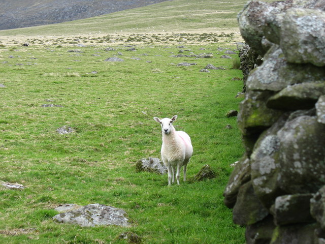 File:A solitary sheep near the remains of a stone circle - geograph.org.uk - 531474.jpg