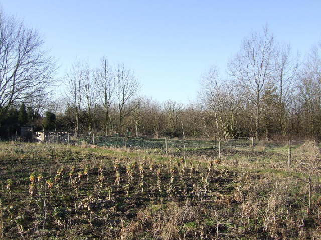 File:Allotments - geograph.org.uk - 114302.jpg