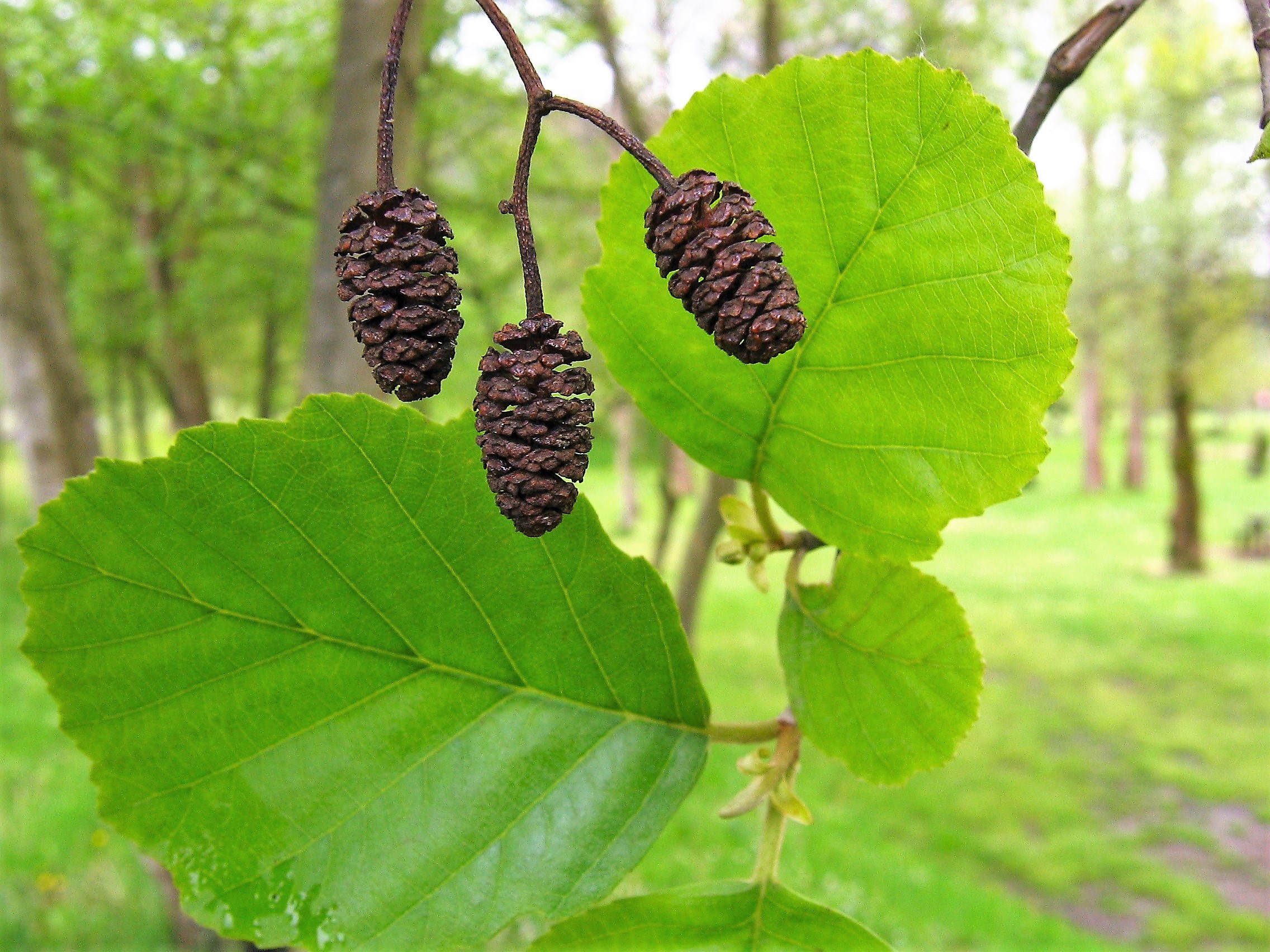 Форма листьев ольха. Ольха черная (Alnus glutinosa). Ольха черная (Alnus glutinosa l.). Ольха черная клейкая. Ольха клейкая – Alnus glutinosa.