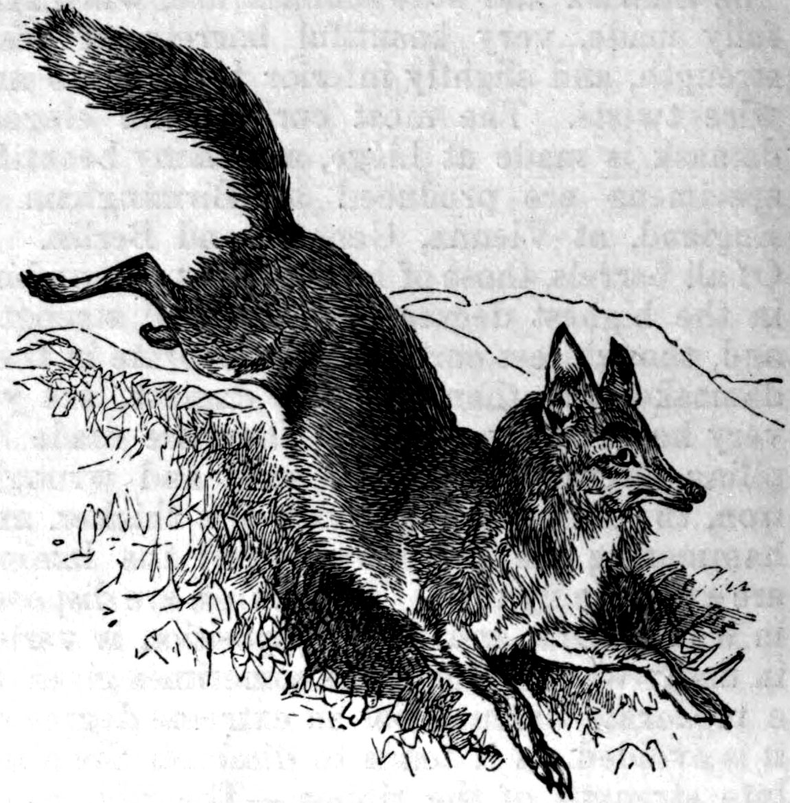 red fox illustration vintage