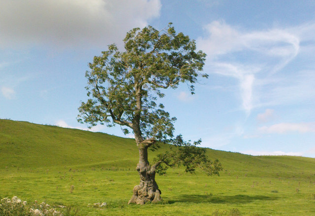 Погода ясень. Великий ясень Швеция. Ясень в горах. Ирландский ясень. British Trees.