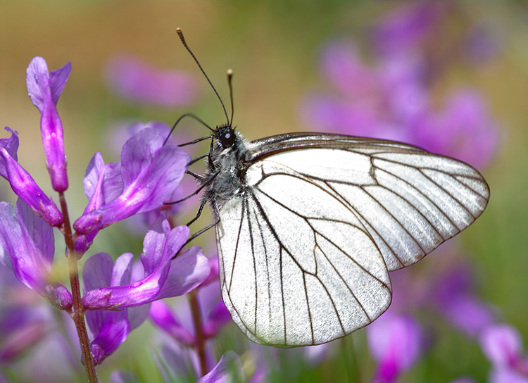 File:Aporia crataegi (1).jpg