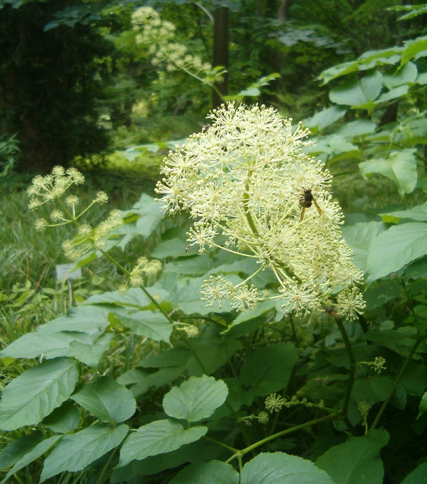 Аралия высокая. Аралия сердцелистная. Аралия сердцевидная Aralia cordata. Аралия маньчжурская (Aralia mandshurica). Аралия Сахалинская растение.