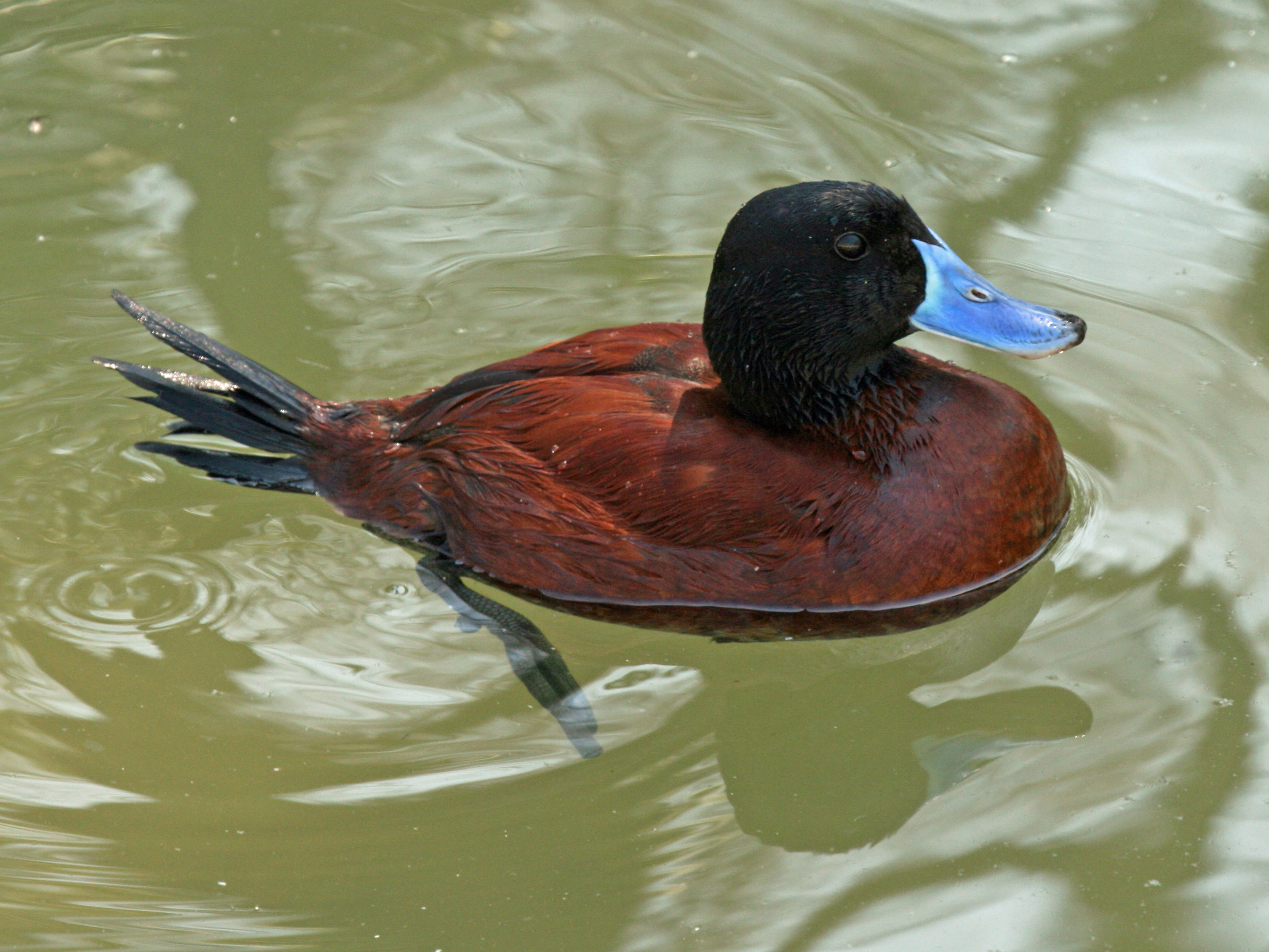 Un canard libidineux doit se faire amputer le pénis