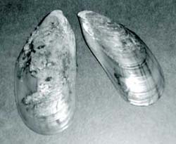 File:Asian Green Mussel.jpg