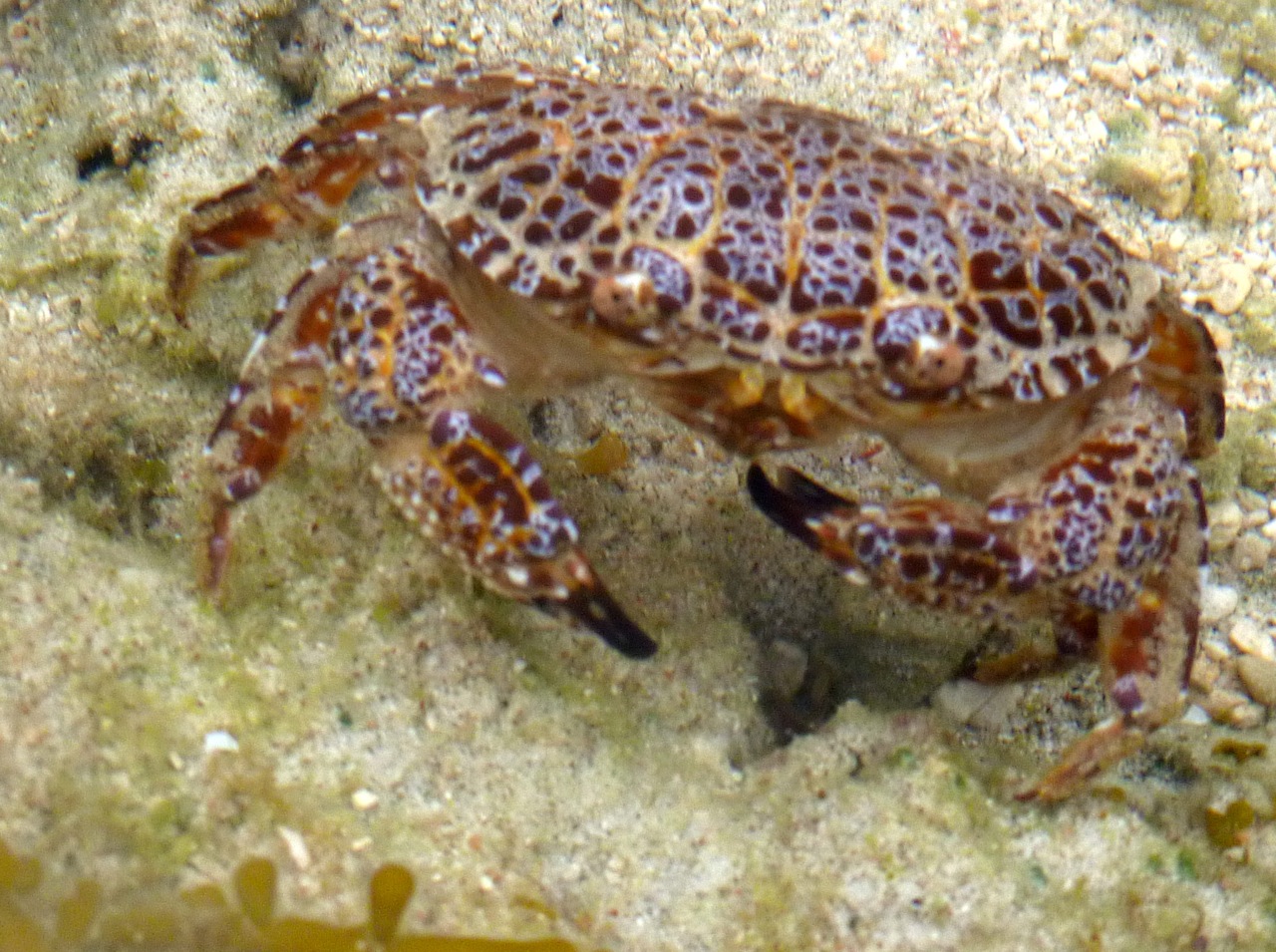 coral reef crab