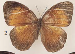 <i>Bletogona</i> Genus of butterfly