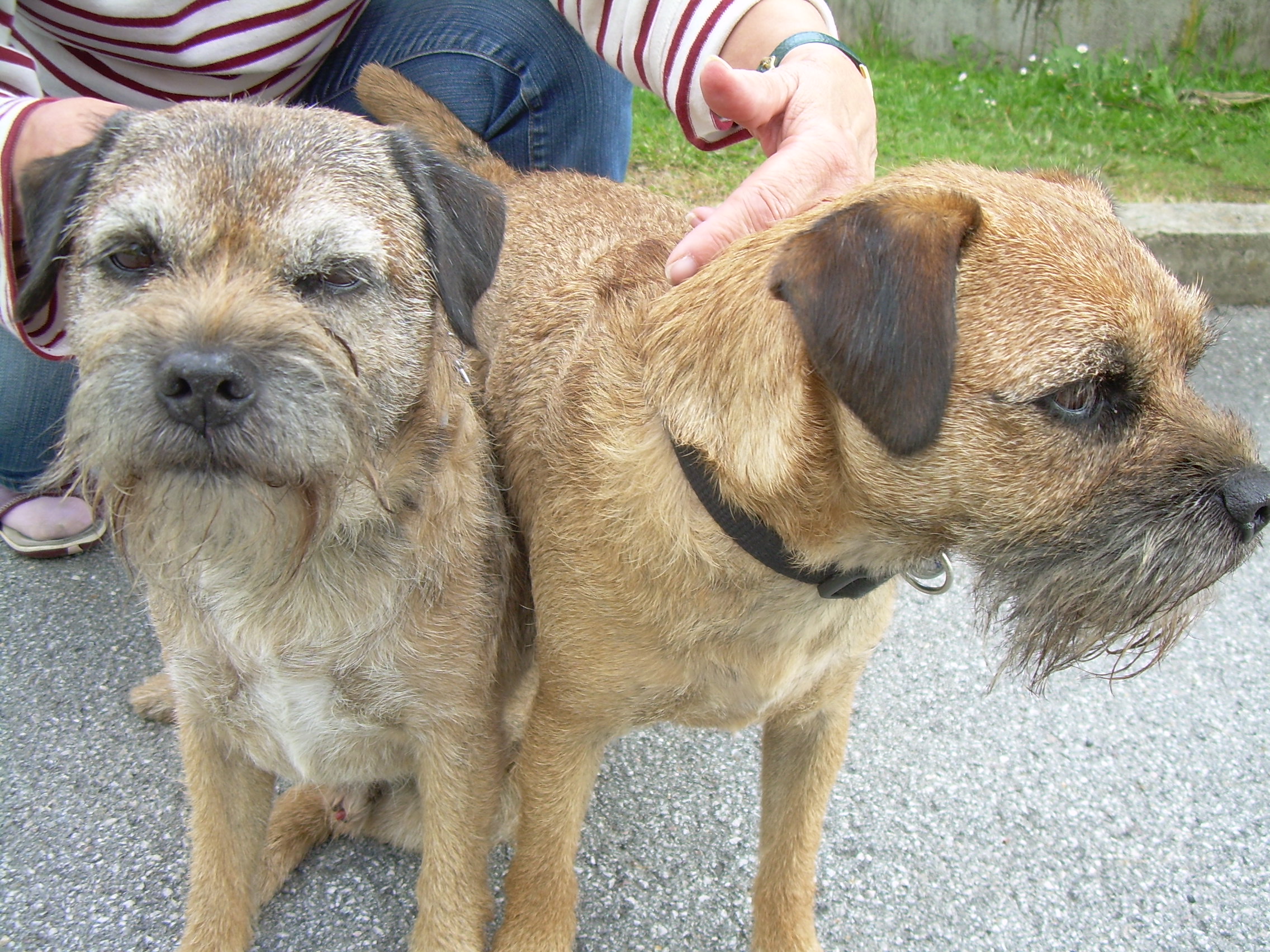 border terrier