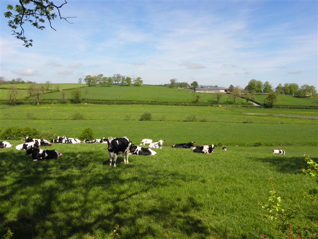 File:Cattle, Aghareagh - geograph.org.uk - 2960247.jpg