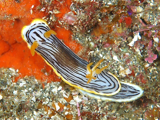 <i>Chromodoris burni</i> species of mollusc