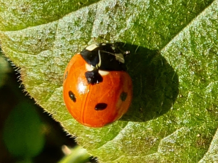 File:Coccinella septempunctata 114185729.jpg