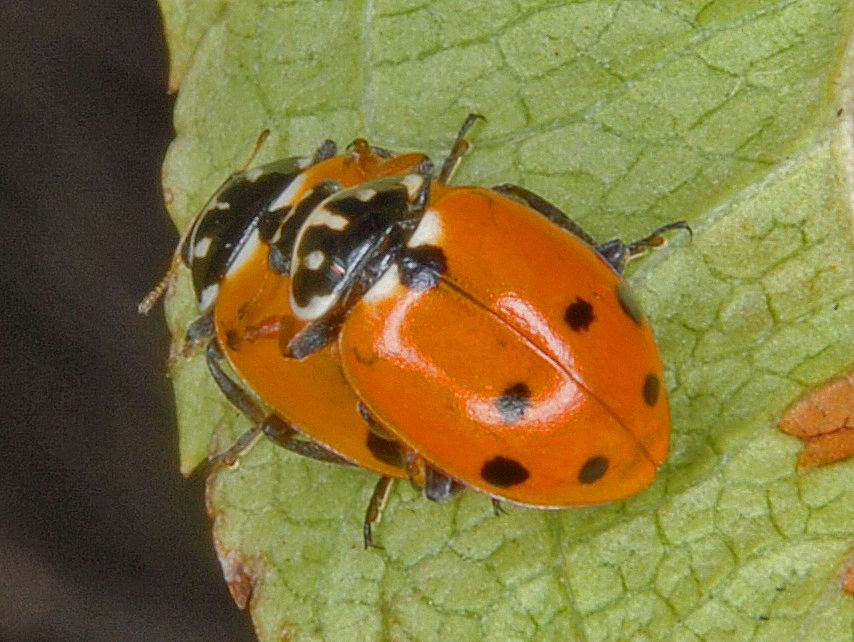Coccinellidae - Wikipedia