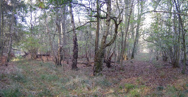 File:Collyweston Great Wood - geograph.org.uk - 84125.jpg