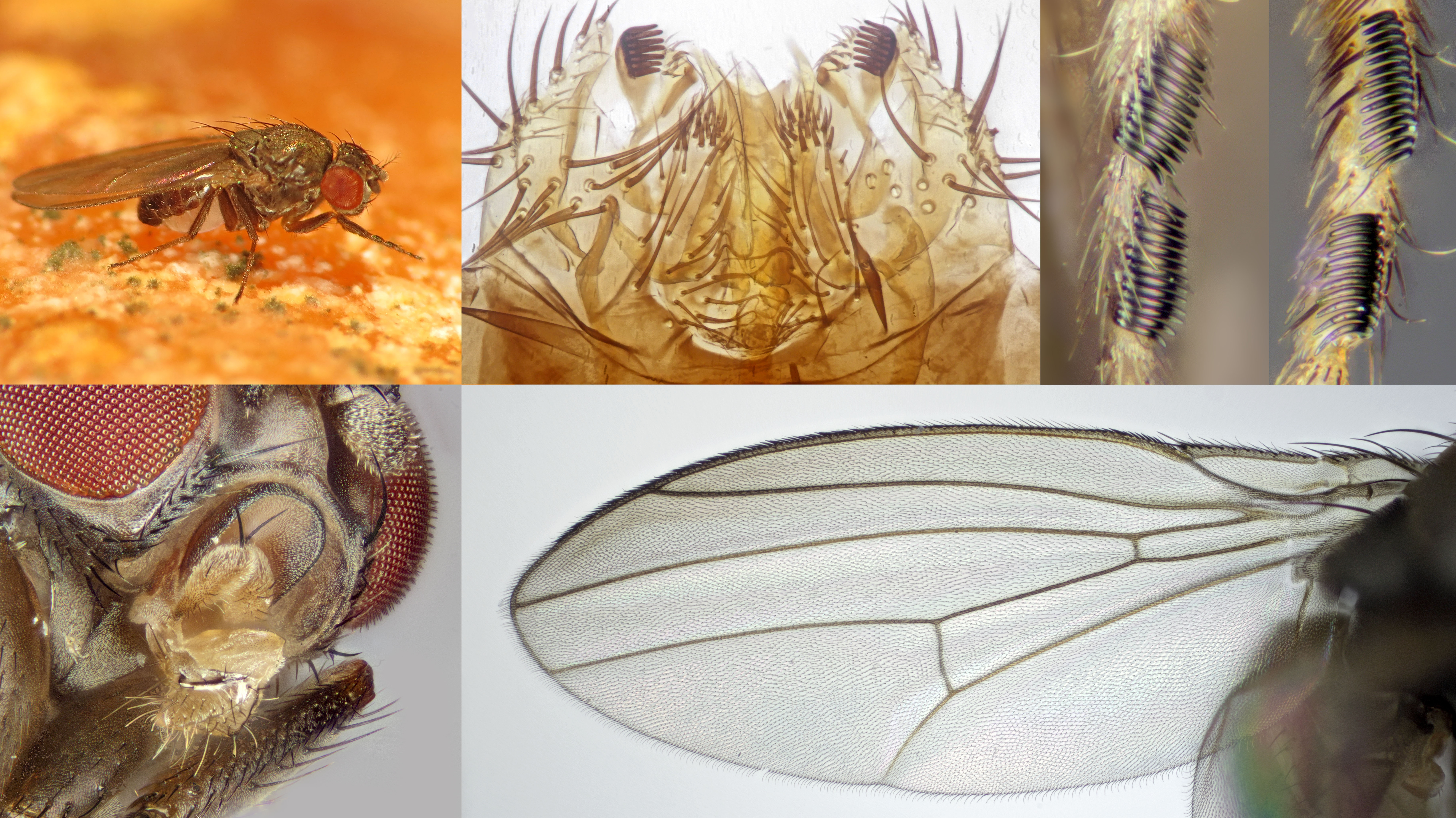 https://upload.wikimedia.org/wikipedia/commons/a/aa/Drosophila_%28Sophophora%29_subobscura_%28male%29_collage.jpg