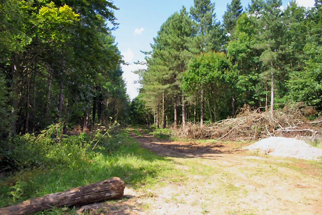 File:Eastfield Wood, near Tittleshall - geograph.org.uk - 504975.jpg