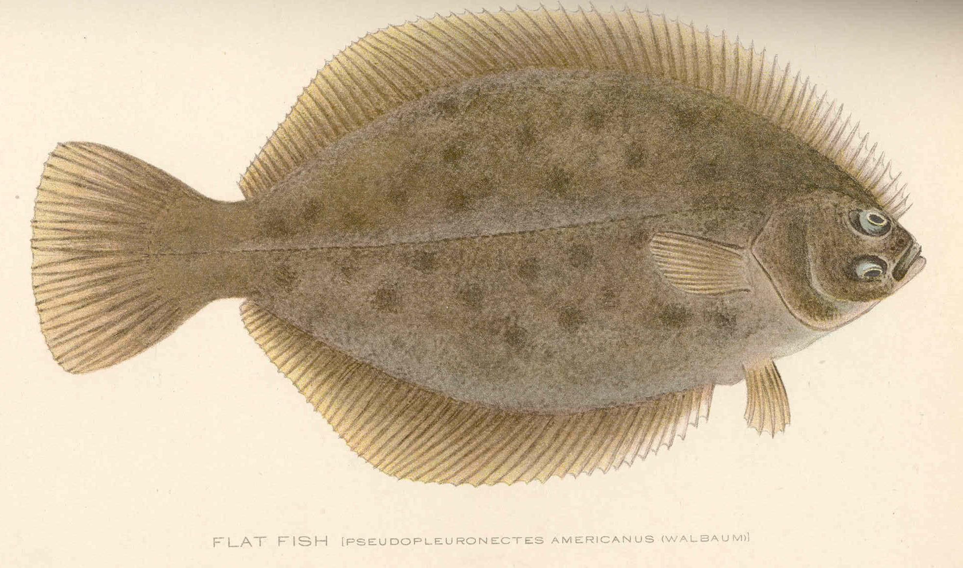 File:FMIB 41949 Flat Fish (Pseudopleuronectes americanus (Walbaum)).jpeg -  Wikimedia Commons