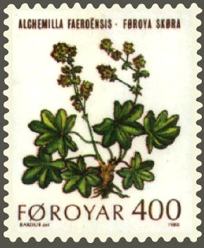 Alchemilla faeroensis (sv)