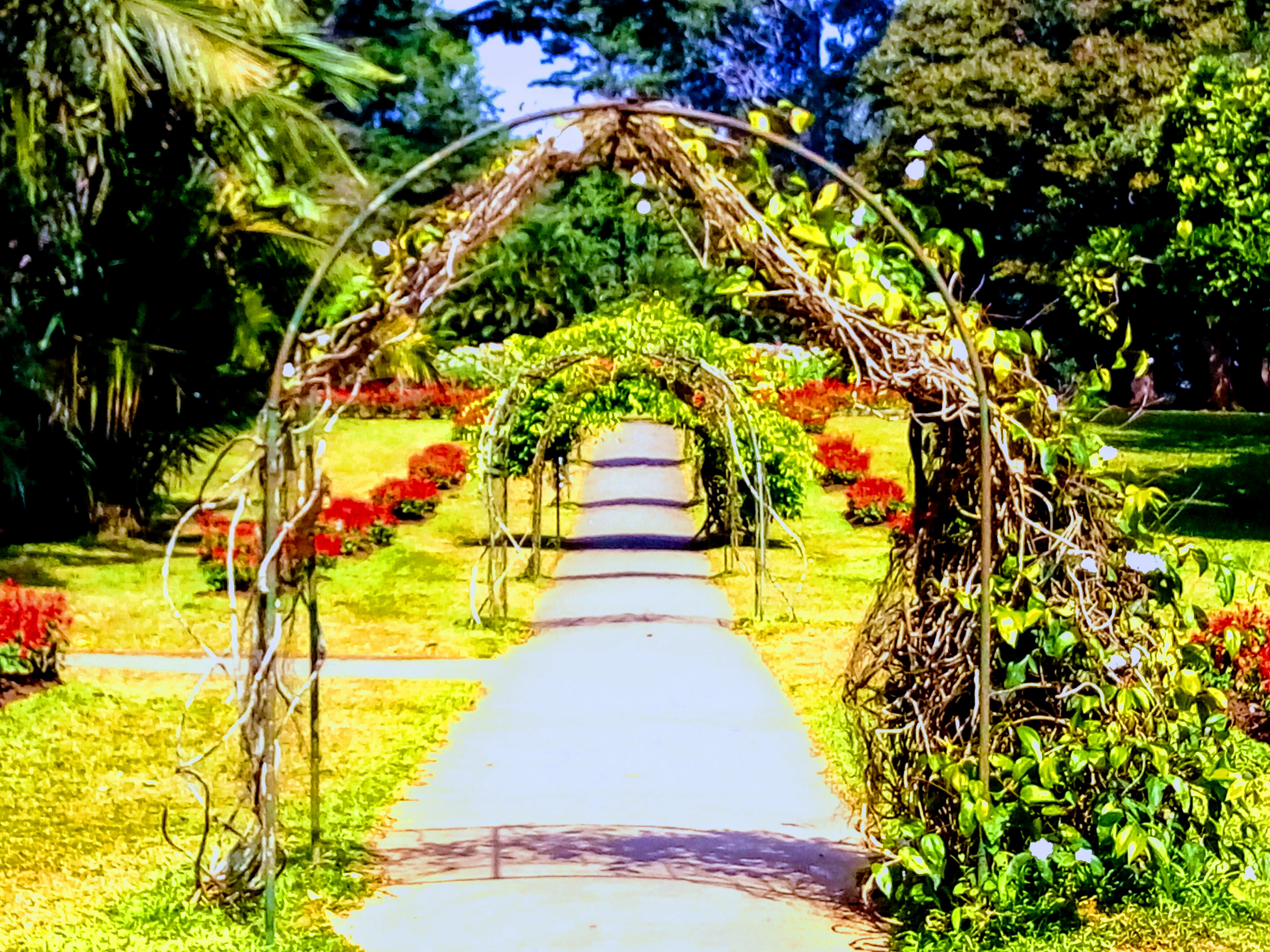 peradeniya botanical garden