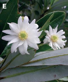 <i>Drimys granadensis</i> Species of flowering plant