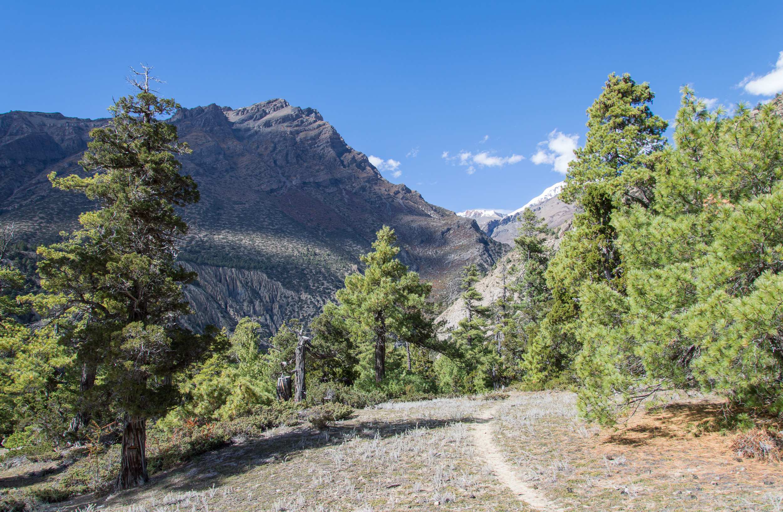 File Forest  path Annapurna Circuit Nepal  panoramio 