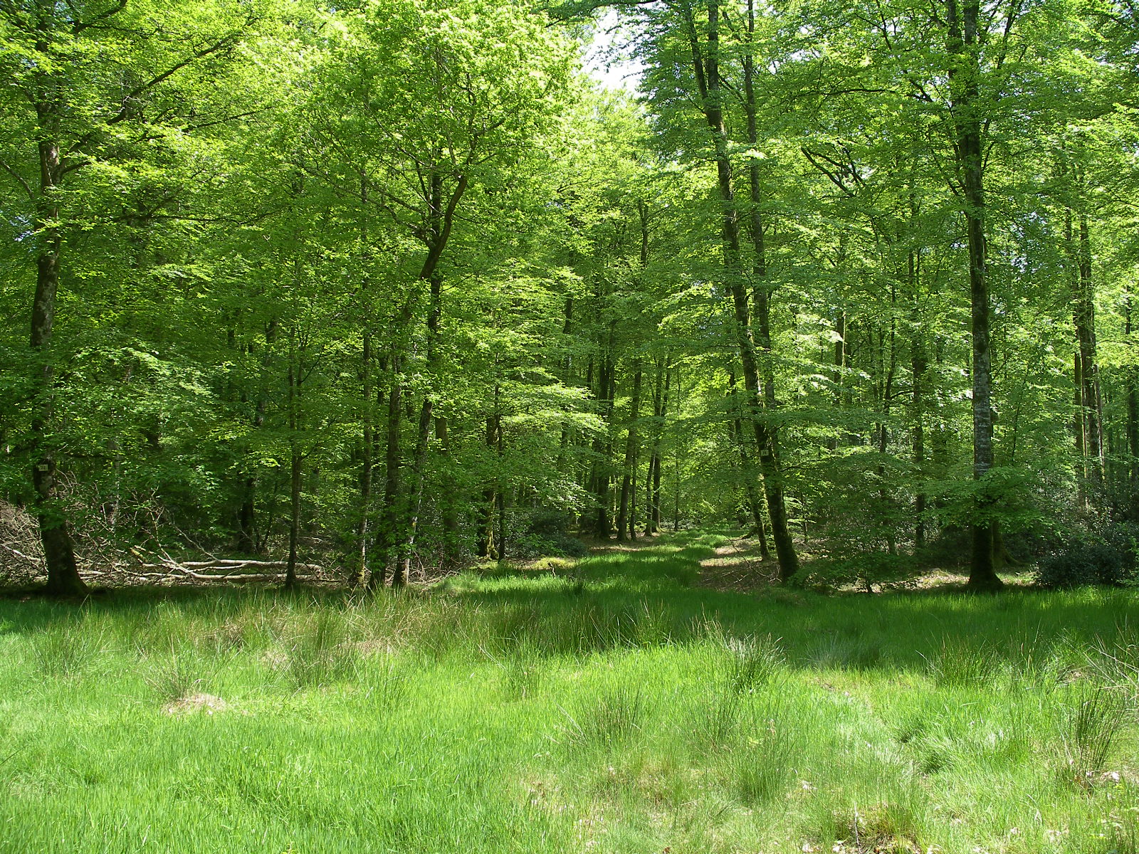 Cerisy Forest - Wikipedia
