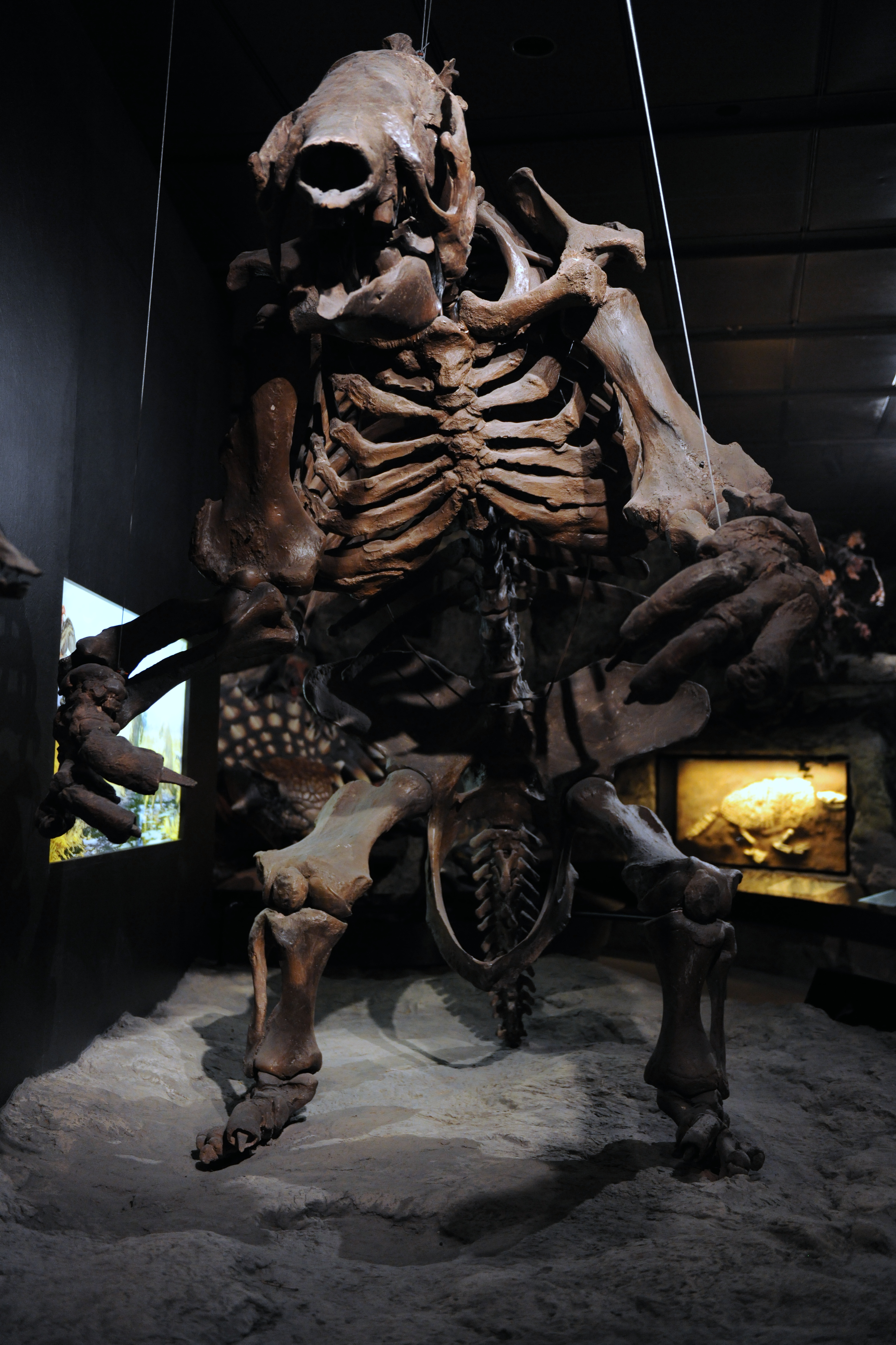 giant sloth skeleton