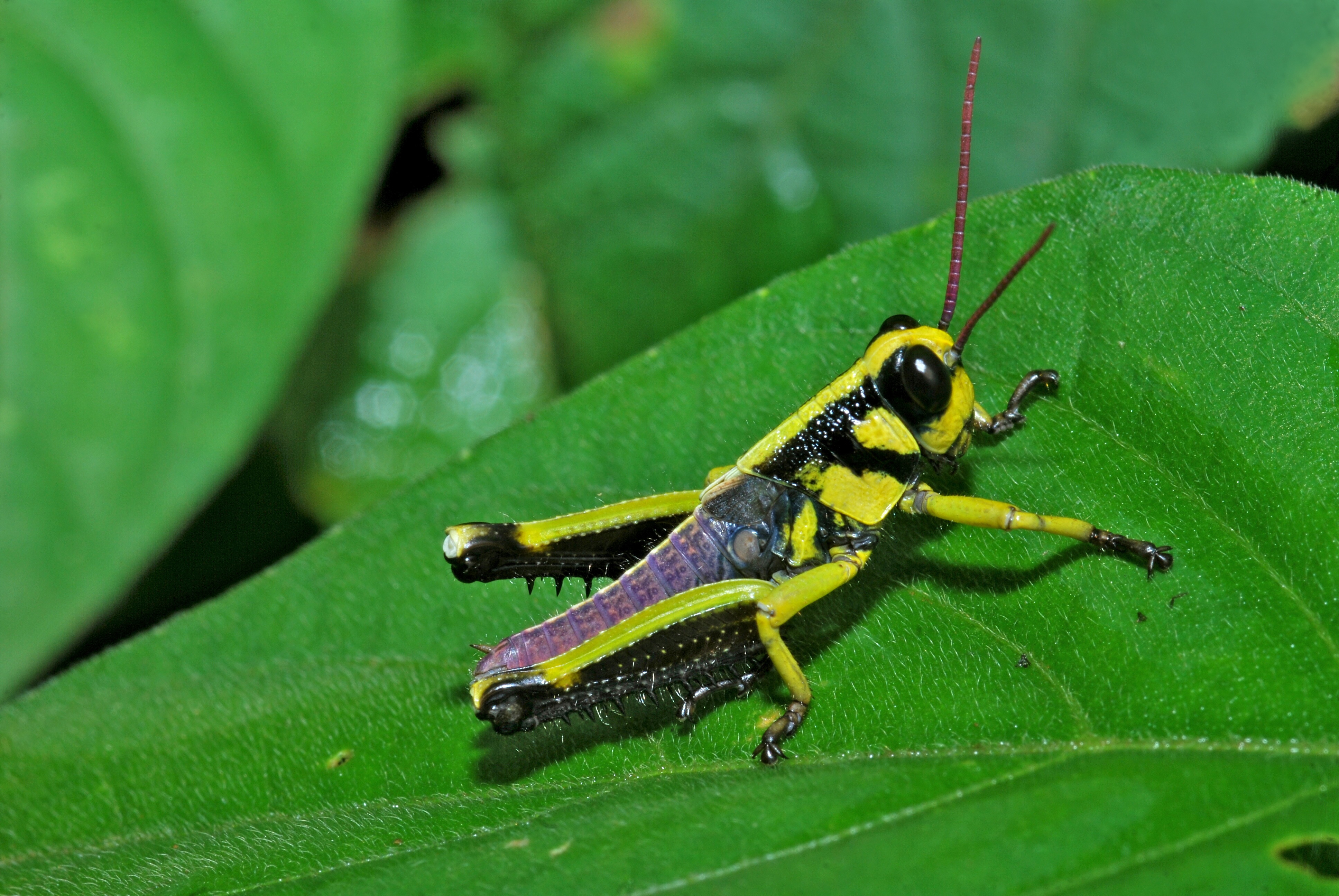 Grasshopper Nymph (7079232709).jpg