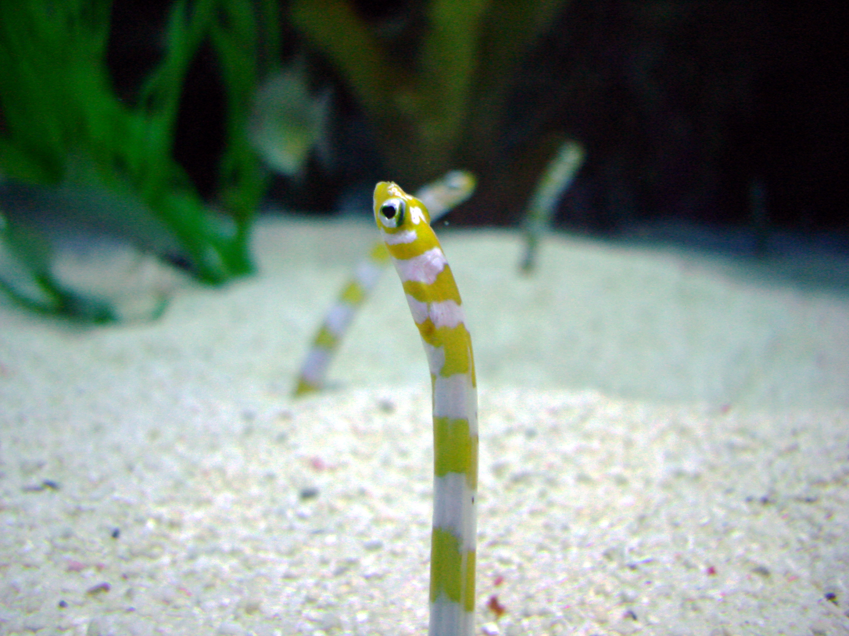 The Underwater World of Chicago